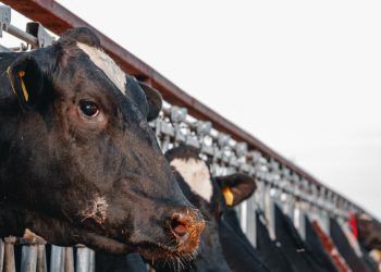 Exportações de produtos agropecuários avançam com abertura de mercado em Ruanda