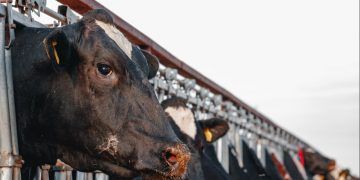 Exportações de produtos agropecuários avançam com abertura de mercado em Ruanda