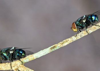 Goiás abre consulta para avaliar risco de extinção de moscas e pernilongos 6 Goiás abre consulta para avaliar risco de extinção de moscas e pernilongos
