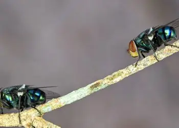Goiás abre consulta para avaliar risco de extinção de moscas e pernilongos