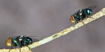 Goiás abre consulta para avaliar risco de extinção de moscas e pernilongos
