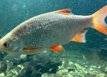 Goiás abre consulta para mapear risco de extinção de peixes