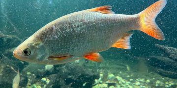 Goiás abre consulta para mapear risco de extinção de peixes