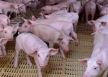 Goias assume certificacao de granjas de suinos e reforca normas sanitarias