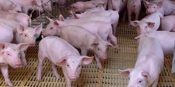 Goiás assume certificação de granjas de suínos e reforça normas sanitárias