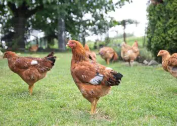 Governo estende por 180 dias o estado de emergência zoossanitária em razão da gripe aviária