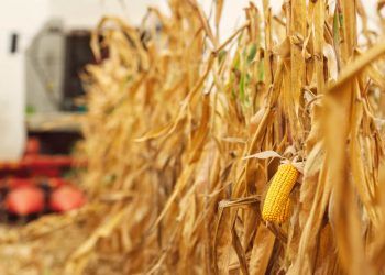 Guerra no Oriente Médio pressiona o agro brasileiro; veja os setores mais afetados 6 Guerra no Oriente Médio pressiona o agro brasileiro; veja os setores mais afetados
