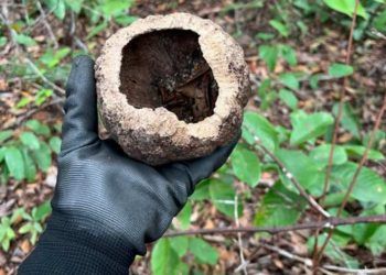 Ibama apresenta iniciativas de recuperacao ambiental e conservacao da flora