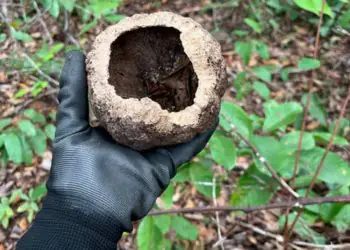 Ibama apresenta iniciativas de recuperação ambiental e conservação da flora