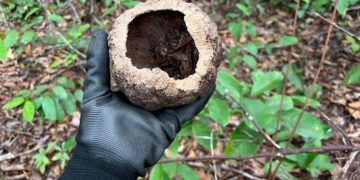 Ibama apresenta iniciativas de recuperação ambiental e conservação da flora