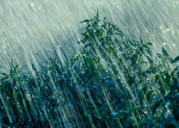 Irregularidade das chuvas afeta soja e preocupa segunda safra em Mato Grosso do Sul