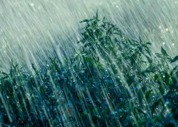 Irregularidade das chuvas afeta soja e preocupa segunda safra em Mato Grosso do Sul