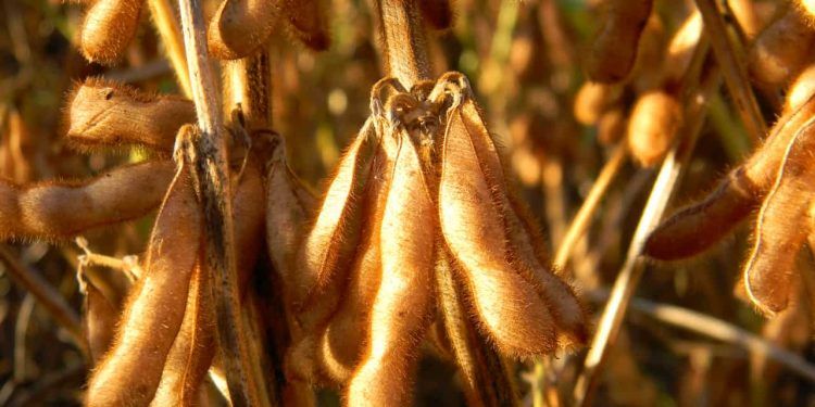 Moratória da soja entra em debate no STF com contestação da CNA; entenda 1 Moratória da soja entra em debate no STF com contestação da CNA; entenda