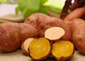 Nova batata-doce da Embrapa combina produtividade elevada e valor nutricional