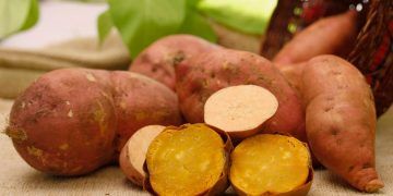 Nova batata-doce da Embrapa combina produtividade elevada e valor nutricional