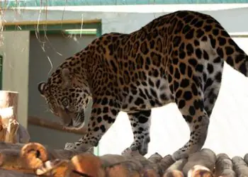 Onça-pintada recuperada após resgate em Roraima é levada a santuário em Goiás