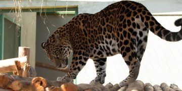 Onça-pintada recuperada após resgate em Roraima é levada a santuário em Goiás