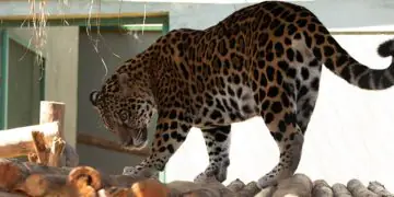 Onça-pintada recuperada após resgate em Roraima é levada a santuário em Goiás