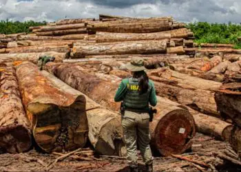 Operação apreende mais de 7 mil m³ de madeira serrada ilegal no Pará