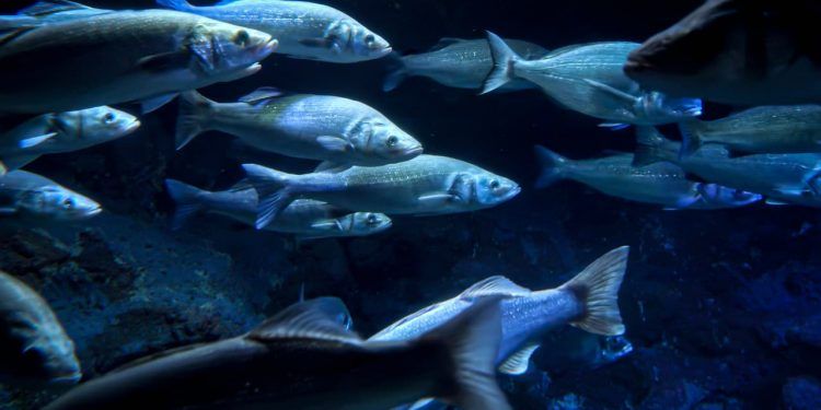 Peixes migratórios de água doce enfrentam risco crítico de extinção 1 Peixes migratórios de água doce enfrentam risco crítico de extinção