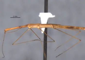 Percevejo semiaquático é identificado em unidade de conservação paranaense