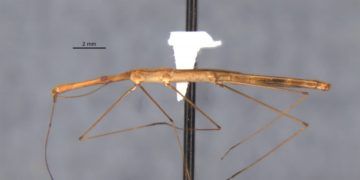 Percevejo semiaquático é identificado em unidade de conservação paranaense