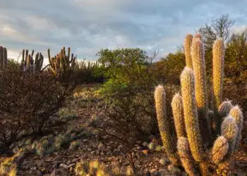 Programa destina R$ 3 bilhões para desenvolvimento sustentável na Caatinga
