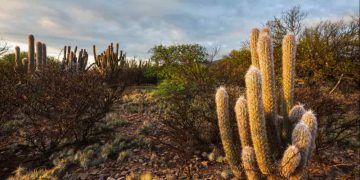 Programa destina R$ 3 bilhões para desenvolvimento sustentável na Caatinga
