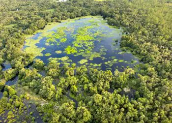 Projetos de restauração ecológica na Amazônia recebem R$ 69,5 milhões em recursos