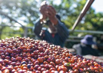 Safra de cafe em Rondonia deve atingir 27 milhoes de sacas em 2026 1