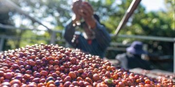 Safra de café em Rondônia deve atingir 2,7 milhões de sacas em 2026