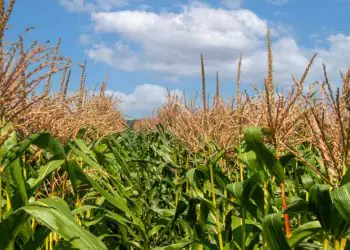 Safra de milho no Paraná enfrenta atraso no plantio e impacto do clima irregular