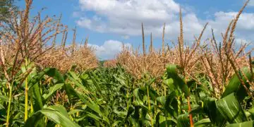 Safra de milho no Paraná enfrenta atraso no plantio e impacto do clima irregular