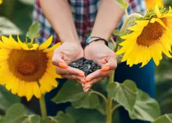 Semeadura do girassol deve ser concluída até o fim de março em Goiás