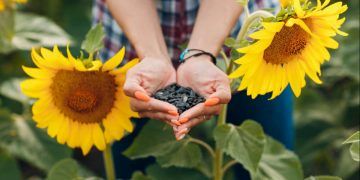 Semeadura do girassol deve ser concluída até o fim de março em Goiás
