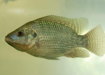 Uso de planta medicinal melhora desempenho e saude da tilapia em cultivo intensivo