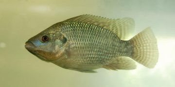 Uso de planta medicinal melhora desempenho e saúde da tilápia em cultivo intensivo