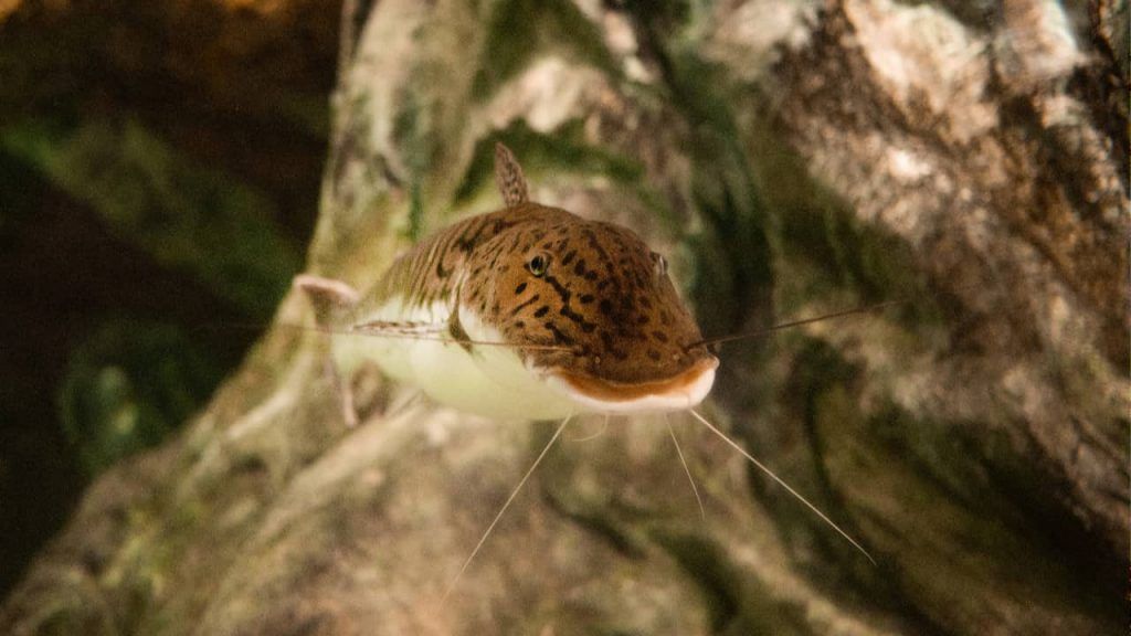 COP15 aprova medidas para preservar bagres migratórios e proteger ariranha 2 bagre