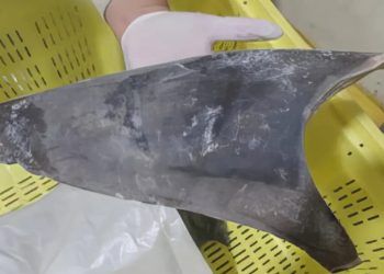 Ibama proíbe exportação de barbatanas de tubarão-azul no Brasil