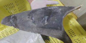 Ibama proíbe exportação de barbatanas de tubarão-azul no Brasil