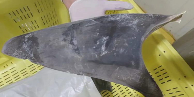 Ibama proíbe exportação de barbatanas de tubarão-azul no Brasil 1 Ibama proíbe exportação de barbatanas de tubarão-azul no Brasil