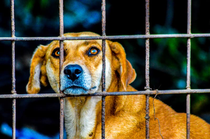 Decreto que penaliza maus tratos