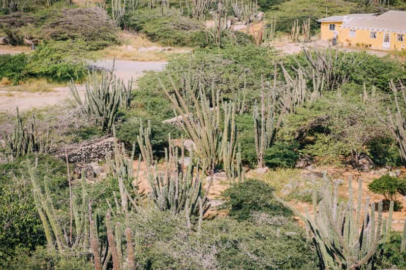 Desenvolvimento sustentavel na Caatinga