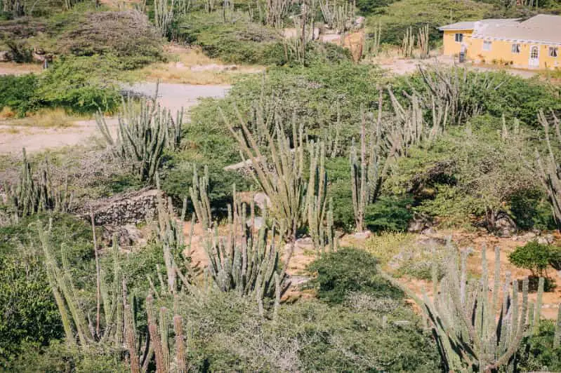 Desenvolvimento sustentavel na Caatinga