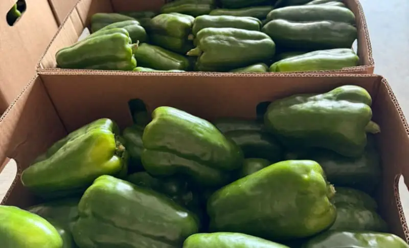 Hortifruti brasileiro