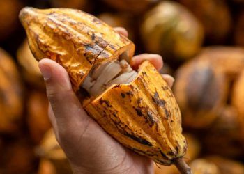 Medida provisória diminui prazo de benefício fiscal para importação de cacau