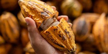 Medida provisória diminui prazo de benefício fiscal para importação de cacau