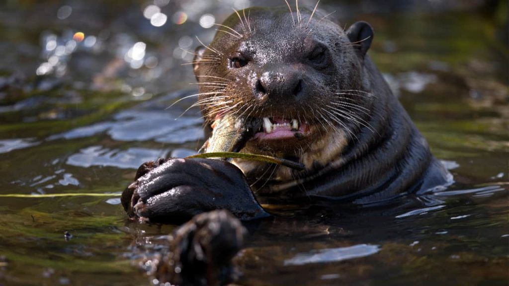 COP15 aprova medidas para preservar bagres migratórios e proteger ariranha 3 lontra