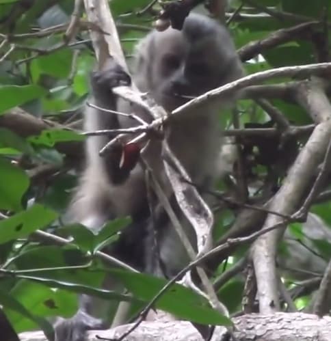 Filhote de macaco-prego com leucismo