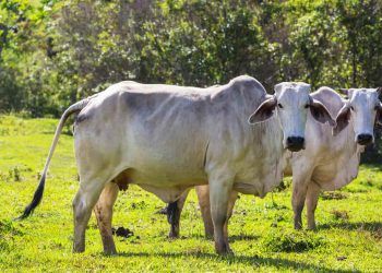 Nova regra amplia financiamento para melhoramento genético da pecuária sustentável